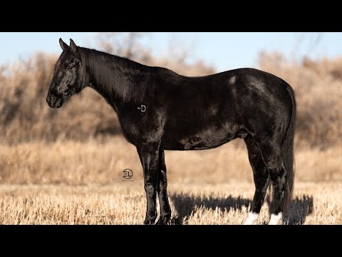 Bar D. Full House  horse sale