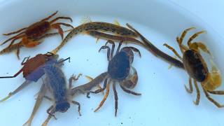 日本の綺麗な生き物を捕獲【ガサガサ】サワガニ、小魚、水性昆虫。