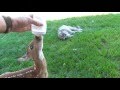 Learning to drink from a bottle. Baby deer rescue and release