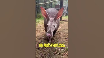 Interesting Fun Fact About Aardvark #shorts