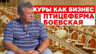 Куры как бизнес | Птицеферма Боевская