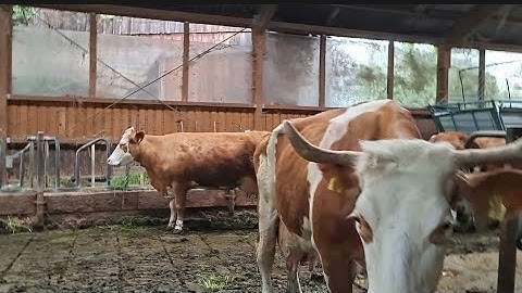 Обычные домашние хлопоты . Приготовила ужин и снова на хозяйство.