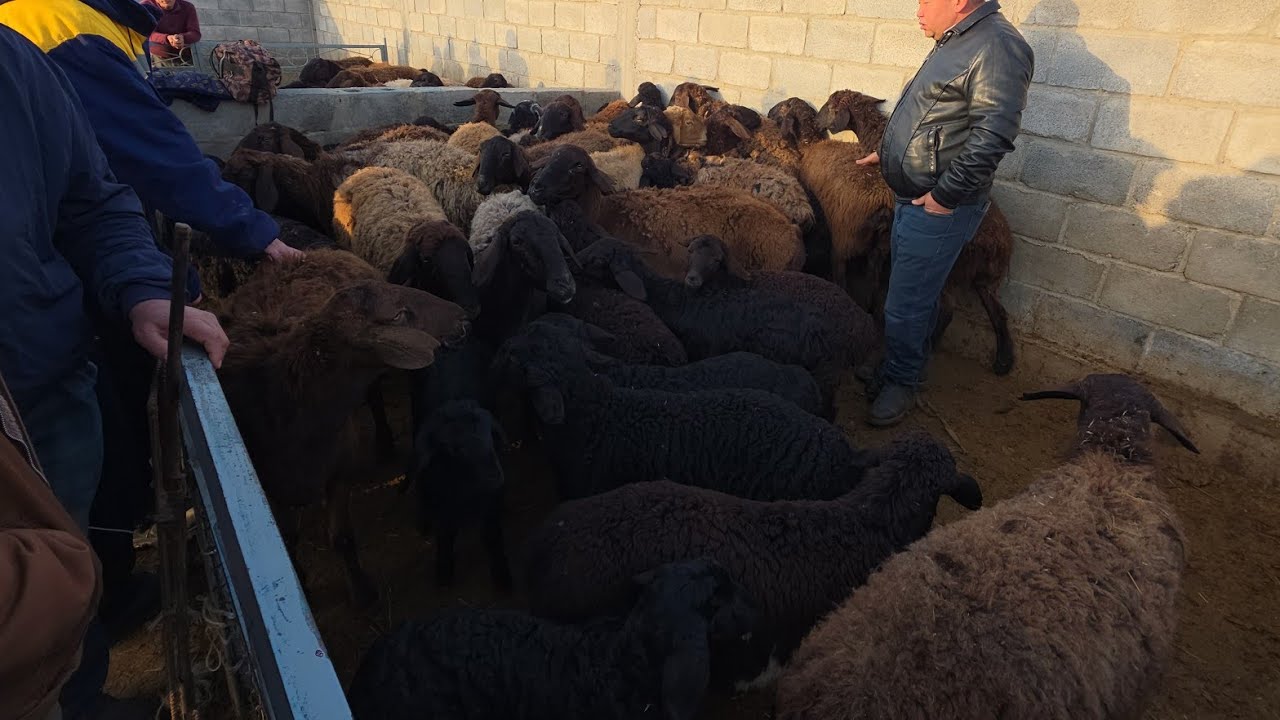 JIZZAX CHORVA BOZORI NARXLARI ЖИЗЗАХ ЧОРВА БОЗОРИ НАРХЛАРИ 2026 #жиззах #ozod #rek 