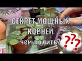 ЧЕМ ПОЛИТЬ Фиалки? СЕКРЕТ МОЩНЫХ КОРНЕЙ! + нюансы для Зимы🌸🌸🌸