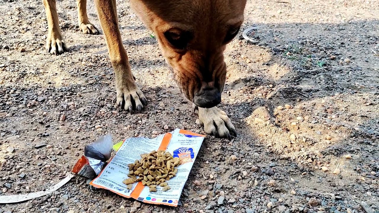 food trial. trying to feed cat food to the street dogs . let's see who