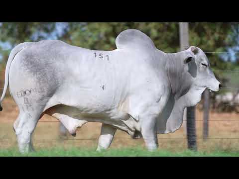 LOTE 151 - B 115