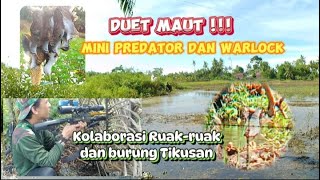 Kolaborasi seru,,!! Hunting ruak ruak dan burung tikusan. @ChanBedil-vv5zb