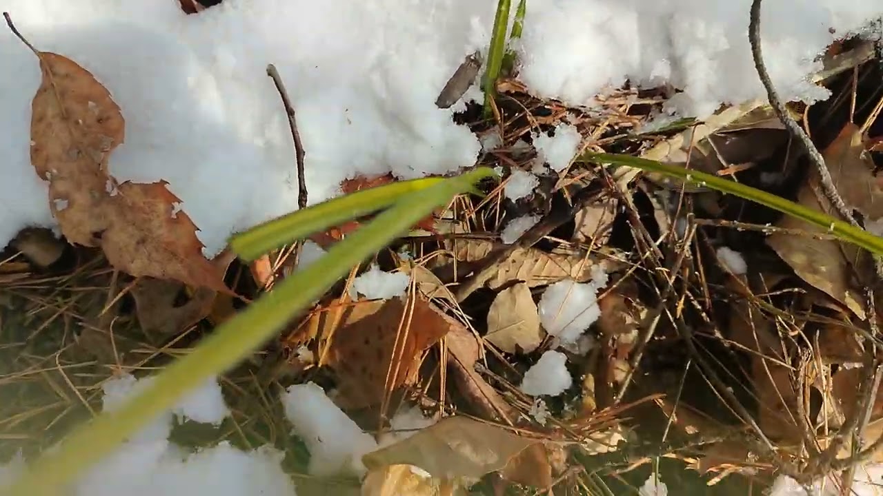 눈싸인 야산에서 중투 산채