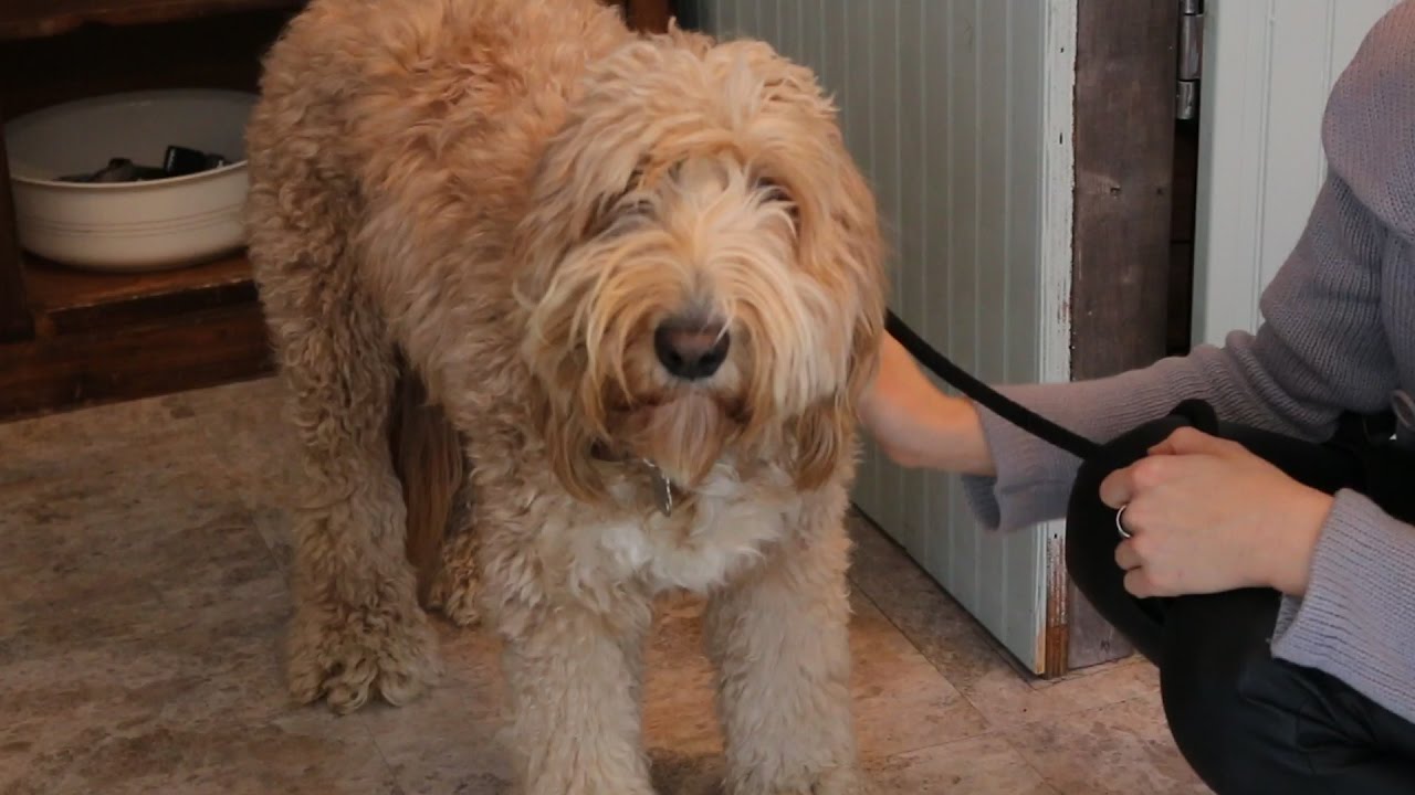 Our Dog Gets A Grooming YouTube