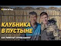 Клубника в пустыне. Как помогает укрывной материал