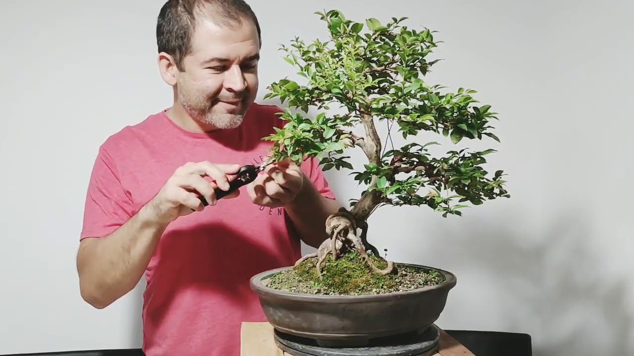 Ramificacion en el Bonsái, curso teórico práctico. #bonsaicolombia #bonsái