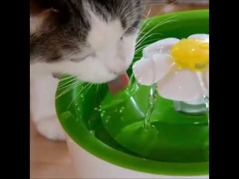 flower drinking fountain for cats