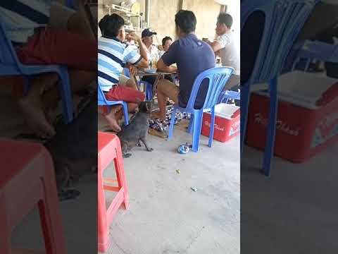 Ai Ngờ ông Chủ Hát Hay Quá