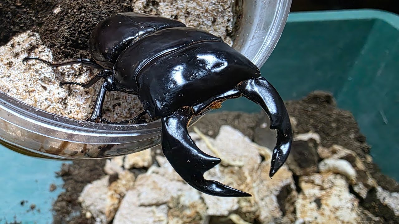 The world's largest stag beetle is amazing - YouTube