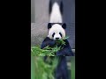 亮亮的感情之路是在太坎坷了,年轻漂亮的小姑娘看不起喜欢皇太后,却不料皇太后压根不喜欢亮亮,亮亮就此变