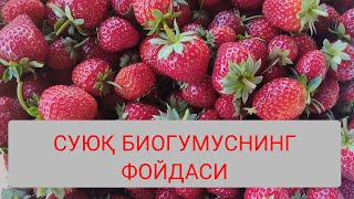 СУЮҚ БИОГУМУС НИМА ЎЗИ, тайёрлаш жараёни, теплица ва қулипнай