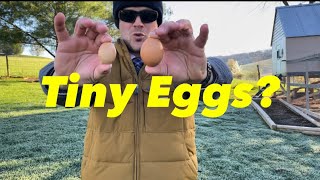 What Causes Chickens To Lay A Tiny Egg?