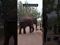 Gnaao Me Elephant🐘 ।। ଗାଁ ରେ ଏତେ ବଡ଼ ହାତୀ ।।#shorts #shortvideo #trending #trend #viral #elephant