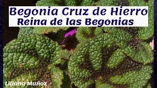 Begonia CRUZ de HIERRO- la REINA DE LAS BEGONIA..siembra y sustrato /  Liliana Muñoz - YouTube