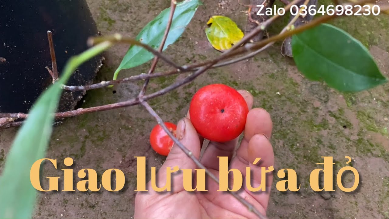 P2tập 143/ giao lưu phôi bứa đỏ.cách ươm trồng cây bứa