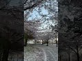 Bye for Now, Cherry Blossoms