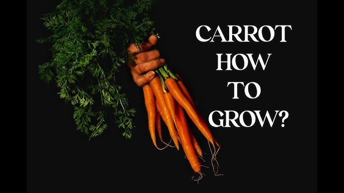 Grow Carrots A Complete Guide To Successful 2024