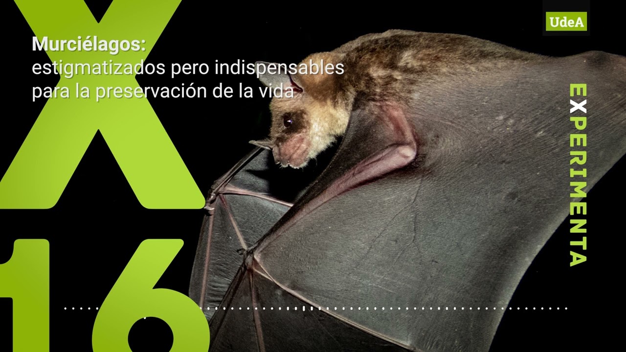 #RevistaExperimenta - Murciélagos: estigmatizados pero indispensables para la preservación...