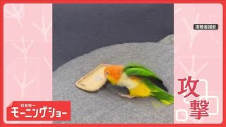 まるでプロレス！　VSスマホケース　激しく連続攻撃するインコさん　敵だと思ってる？【羽鳥慎一モーニングショー】(2025年12月27日)
