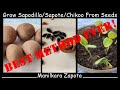 Grow Sapodilla Sapote Chikoo From Seeds Manilkara Zapota Grow Sapodilla Sapote Chikoo From Seeds Manilkara Zapota