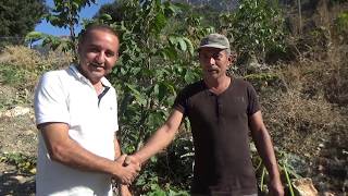 Kumluca - Chandler Ceviz Fidan  Dikimi - Ceviz Yetiştiriciliği - Çatlayan Toprak