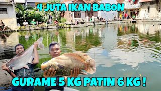 MANCING BORONGAN IKAN GURAME BABON 5 KG PATIN BABON 6 KG !! NILA 4 KUINTAL | IDR 4 JT