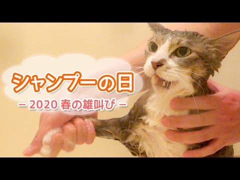 シャンプーの日 〜2020 春の雄叫び〜