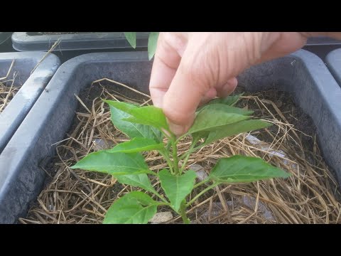 Video Cách ngắt ngọn ỚT , bón phân , ớt trồng thùng thông... - youtube