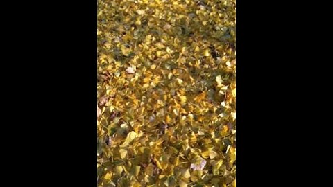 Ginkgo Biloba Rain