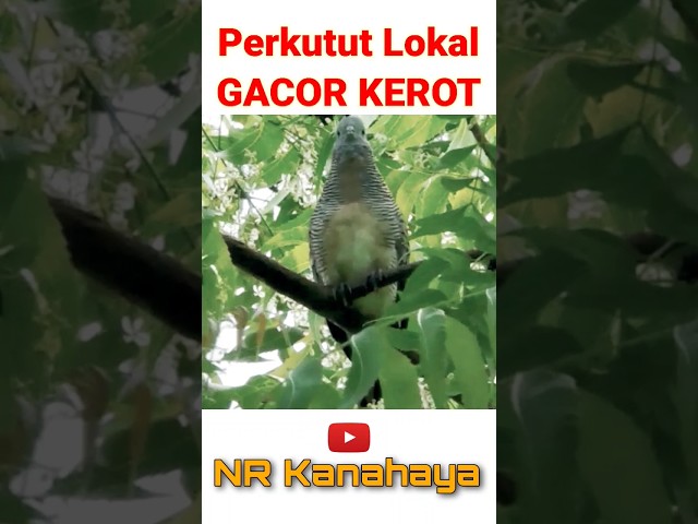 Perkutut Lokal Suara Besar Gacor KEROT ‼️ class=