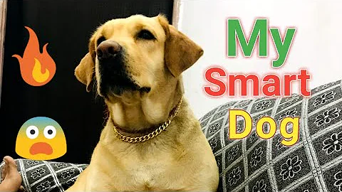The Smartest Dog in the world |😨 Minutes Archive
