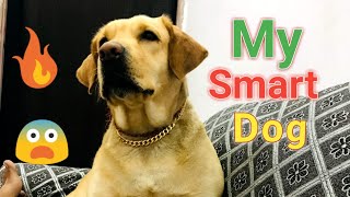 The Smartest Dog in the world |😨 Minutes Archive