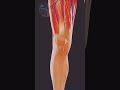 what's inside of your leg 🦵?