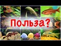 Есть ли польза от аквариума?