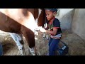 12 years old  boy tack in horse (budak 12 tahun sediakan kuda)