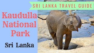 Kaudulla National Park Elephant Safari //  Wild Elephants in Sri Lanka
