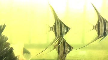 Seri Thần Tiên Ai Cập dễ nuôi hay khó | Tập 4 quen hồ và ăn nhiều