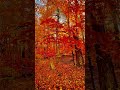 Herbstzauber…#nature#singer#autumn#music