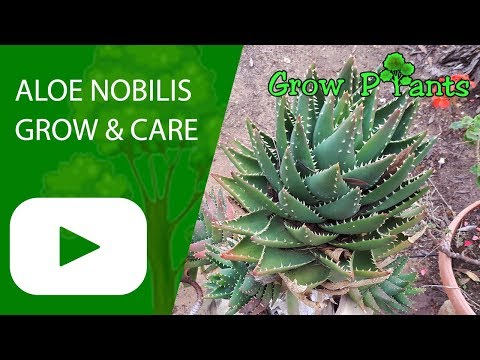 Video: Aloe-like Teloperez - Ornamental Perennial