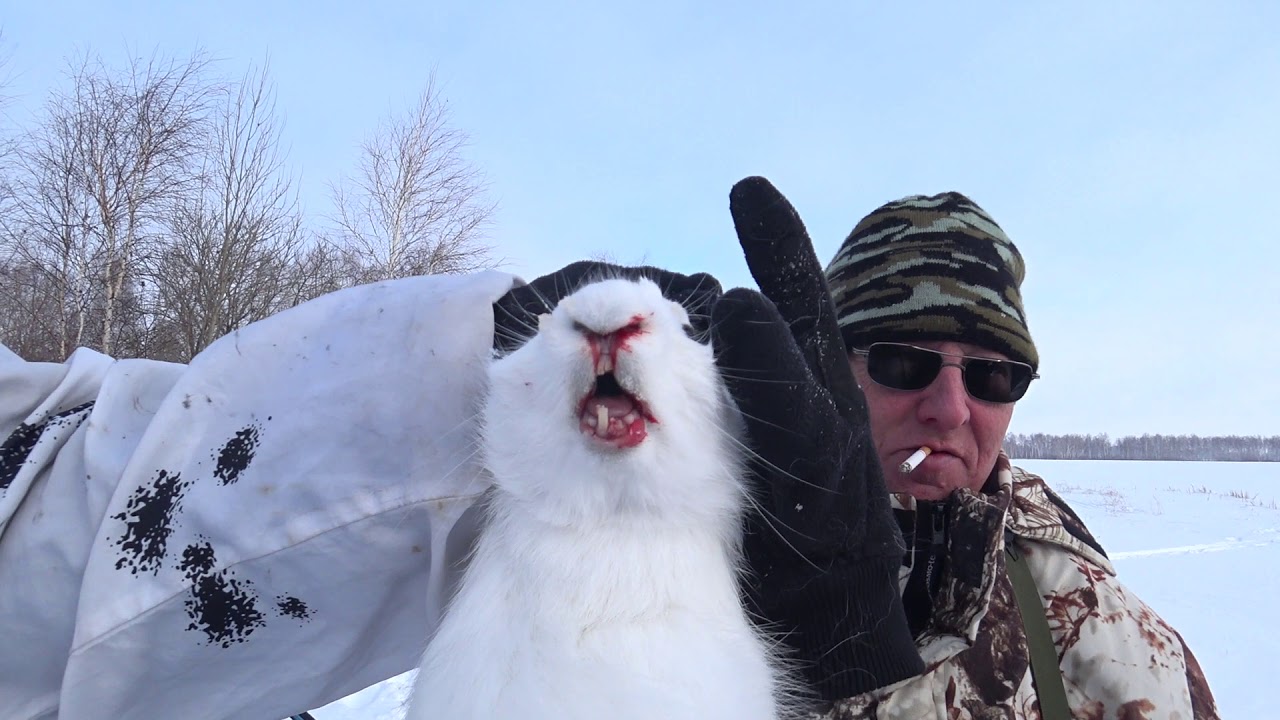 Крайняя охота на зайца в сибири, счет 1:1.   Extreme hunting for a hare in Siberia