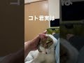 コト君実は飼い主の事・・・!#shorts #猫 #cat