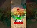 Ce Bush te rends IMMORTEL 🤩 #fortnite #fortnitefr #gaming