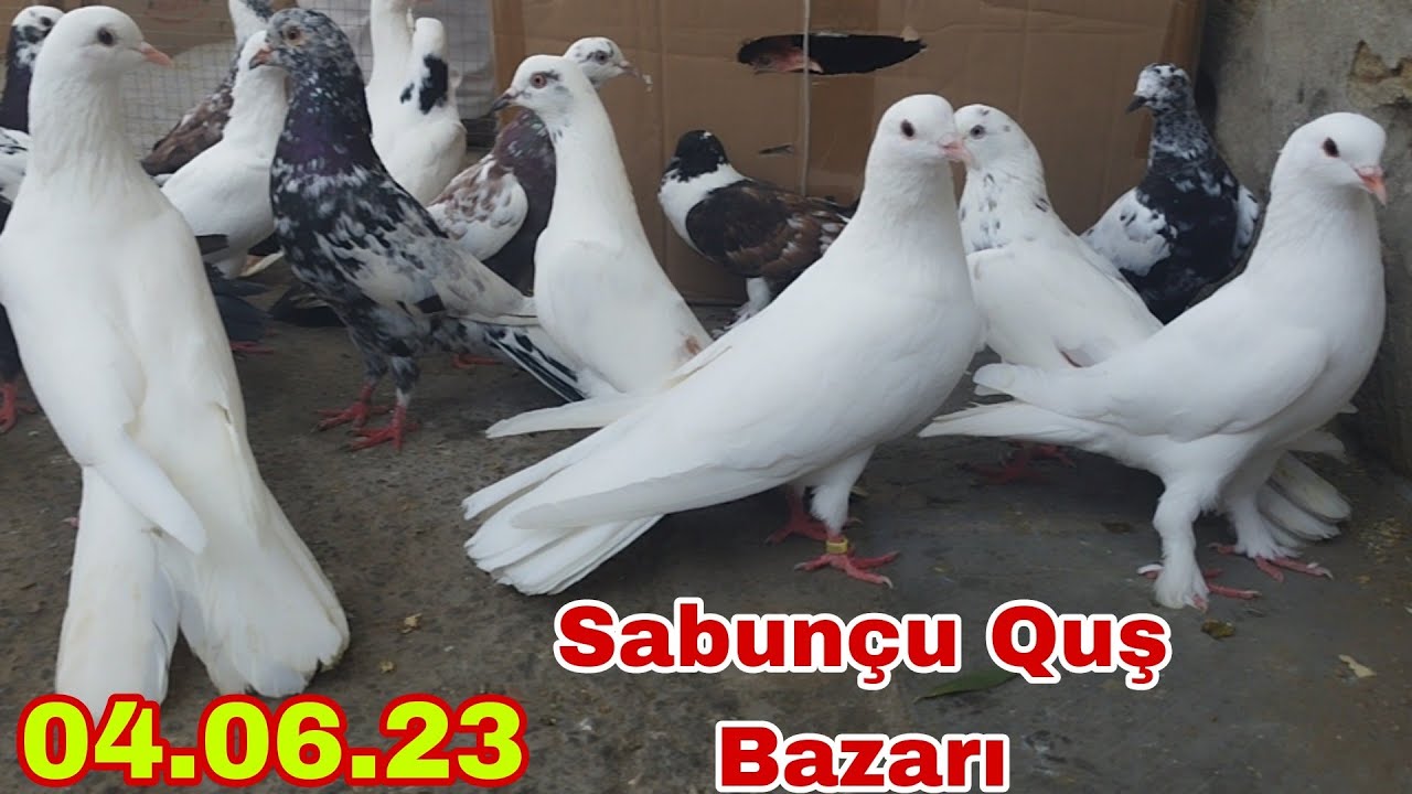 Sabunçu Quş Bazarı 4 İyun 2023 @xəzərbagirov7
