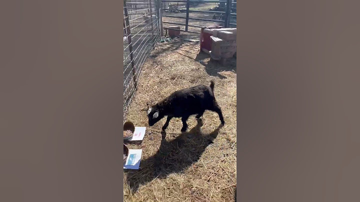 Rowdy Picks The Winner! #Super Bowl #winner #goat  #smart #food  #happy #walkerfarmfam