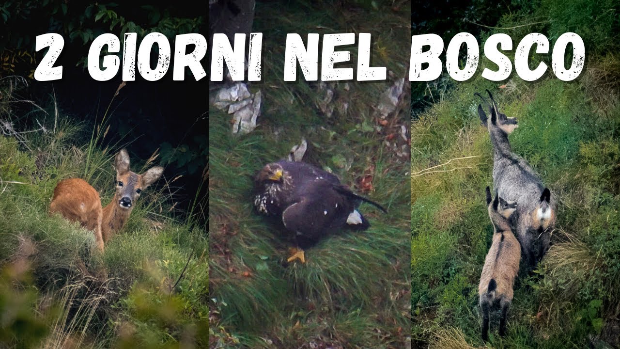 Cervi, camosci e caprioli 🦌🐐🦅 [Fotografia Naturalistica]